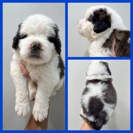 Blue - Mahogany and white male Saint Bernard puppy in Ladysmith, Wisconsin from Northwoods Saint Bernards