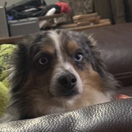 Toy Australian Shepherds from Grace Baker