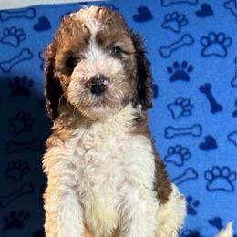 Finn - Tri-color male Bernedoodle puppy in Battle Creek, Michigan from T-Rose’s Bernedoodle & Pomsky Puppies