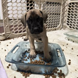 Coulette (Mint) - Fawn female Mastiff puppy in Layton, Utah from 2A Mastifs