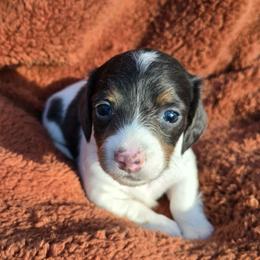 Opal - Blue and tan female Dachshund puppy in Washburn, Tennessee from Broken Arrow Miniature Dachshunds