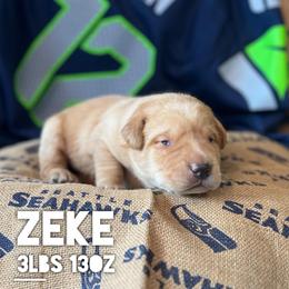 Zeke - Yellow male Dilute Retriever puppy in Puyallup, Washington from 12 Door Farm Labradors