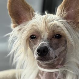 Sailor - Chinese Crested