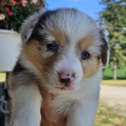 Maizy - Blue merle and white female American Corgi puppy in Neosho, Wisconsin from GC Farms Corgis
