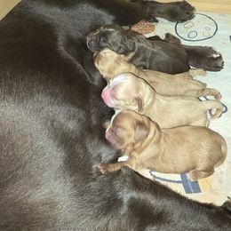 Cocker Spaniel Puppies from Kellie's Cocker Spaniels