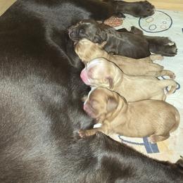 Cocker Spaniel Puppies from Kellie's Cocker Spaniels