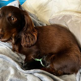 Dachshunds from Irene's Dachshunds