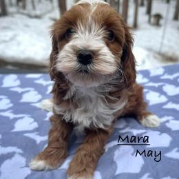 Wren - Red and white female Shihpoo puppy in Traverse City, Michigan from Riyem Wildflower Farms