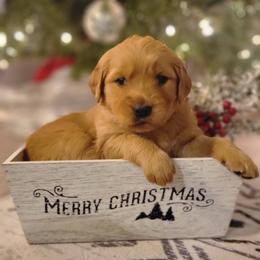 Golden Retriever Puppies from Cedar Life Goldens