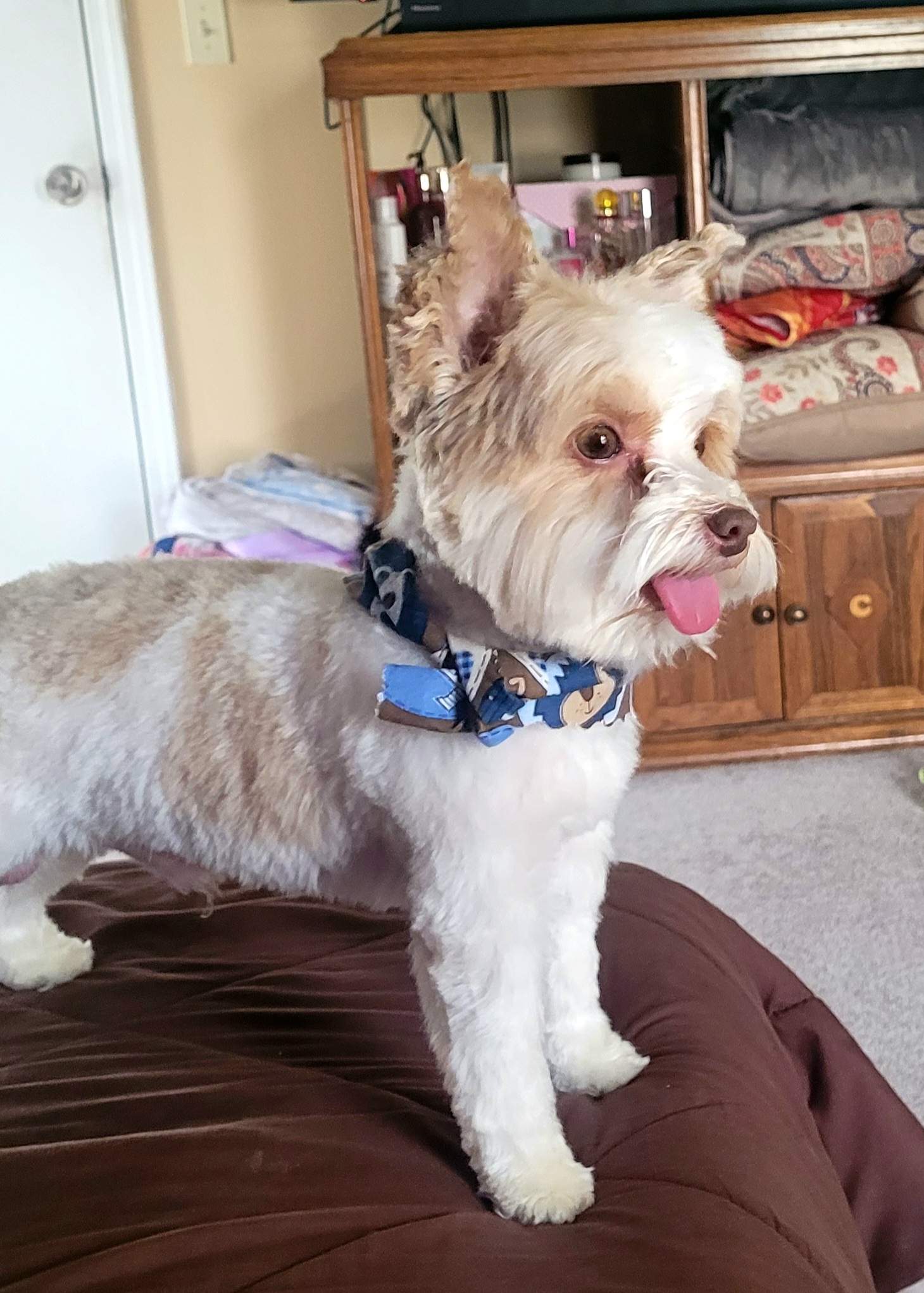 Liam - Yorkshire Terrier
