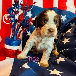 RG2 - Tri-Roan female English Springer Spaniel puppy in Britton, South Dakota from K&S Canines