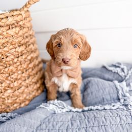 Stitch - Apricot male Goldendoodle puppy in Greencastle, Indiana from Willow & Co.