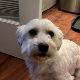 Max - Morkie