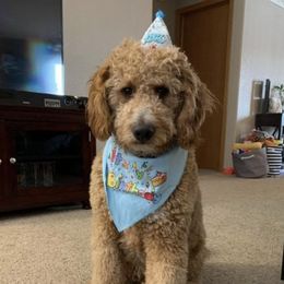 Bernedoodle and Goldendoodle All Grown Up from Kimberlee’s Kennels