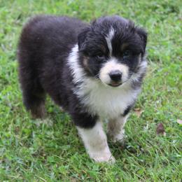 Anderson - Black tri-color male Australian Shepherd puppy in Kansas, Oklahoma from Windy G Farm