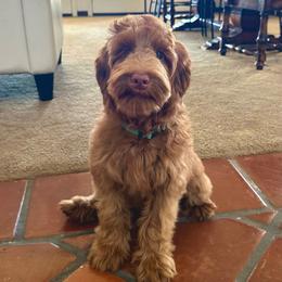 Duke - Caramel red male Australian Labradoodle puppy in Riverside, California from Sycamore Canyon Labradoodle