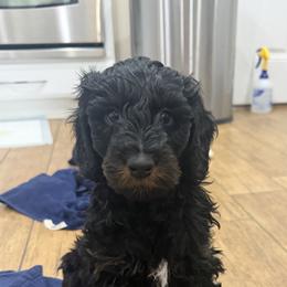 Bernedoodle Puppies from Rebecca Vandersluis