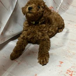 Poodle Puppies from Firebird Toy Poodles