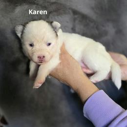 Karen - White female Pomsky puppy in Fredericksburg, Virginia from Purely Pomskies
