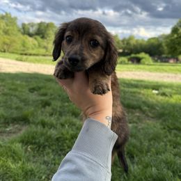 Shaded red brindle - Brindle male Dachshund puppy in Mount Vernon, Ohio from Double A Dachshunds