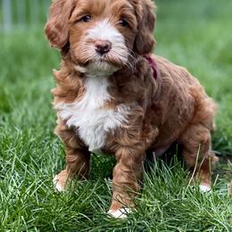 Australian Labradoodle Puppies from Cascade Canyon Labradoodles