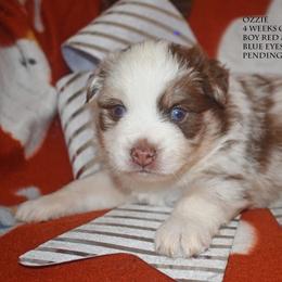 Ozzie - Red merle male Miniature Australian Shepherd puppy in Patterson, North Carolina from DreamLine Aussies