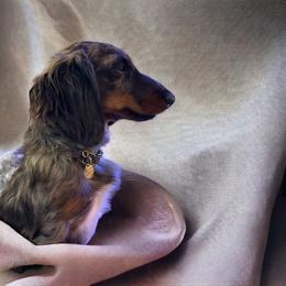 Dachshund and Miniature Schnauzer All Grown Up from Hangin’ H Kennels, LLC