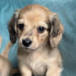 Moose AKC 4500.00 - Dapple male Dachshund puppy in Krum, Texas from Tired Chef Dachshunds
