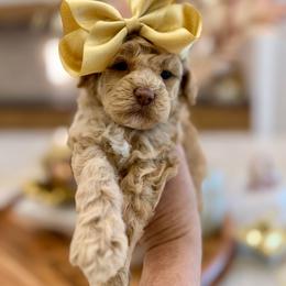 Louise - Cream female Poodle puppy in Jackson, Mississippi from T.M. Poodles & Doodles