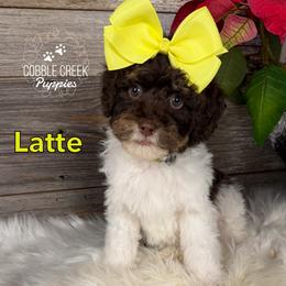 Latte - Brown and white female Bernedoodle puppy in Heyworth, Illinois from Cobble Creek Puppies