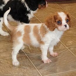 Legend - Blenheim male Cavalier King Charles Spaniel puppy in Pleasant City, Ohio from cywood's ohio cavaliers