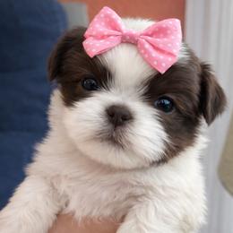 Cherish - Liver and white female Shih Tzu puppy in Tallahassee, Florida from Bows and Bow Ties