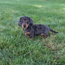 Girl 2 - Dapple female Dachshund puppy in Craig, Colorado from Rocky Mountain Shih Tzus and Dry Creek Miniature Dachshunds
