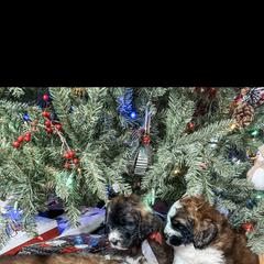 Aussiedoodle, Goldendoodle, Poodle, Saint Berdoodle, Saint Bernard, and Sheepadoodle Puppies from Rocky Ridge Ranch