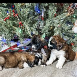 Aussiedoodle, Goldendoodle, Poodle, Saint Berdoodle, Saint Bernard, and Sheepadoodle Puppies from Rocky Ridge Ranch