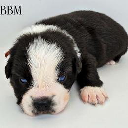 Red collar - Black tri male Miniature Australian Shepherd puppy in Brooker, Florida from Triple Branch Aussies