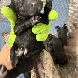 Midnight - Black male Poodle puppy in Hesperia, California from Whitesock Standard Poodles