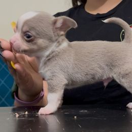 Tiramisu - Blue and white male Chihuahua puppy in Patchogue, New York from Cloudshadow Kennels