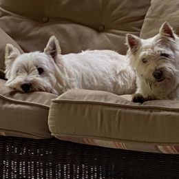 Skler - West Highland White Terrier