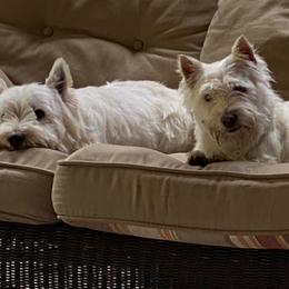 Skler - West Highland White Terrier