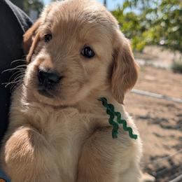 Mr. Green - Golden male Golden Retriever puppy in Yucaipa, California from Golden Kennel Breeders