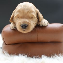 Wally the Great - Gold male Australian Cobberdog puppy in Bellingham, Minnesota from Whispering Prairie Australian Cobberdog