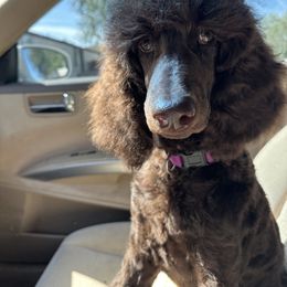 Goldendoodle and Poodle All Grown Up from Whiskey Row Royals