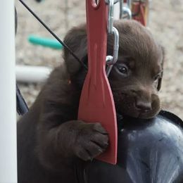 Labrador Retriever Puppies from Meritrust Labradors