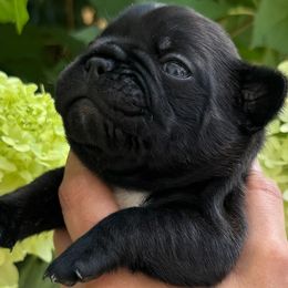 Blue Collar - Brindle male French Bulldog puppy in Peachtree City, Georgia from Eastham’s  Open French Bulldogs