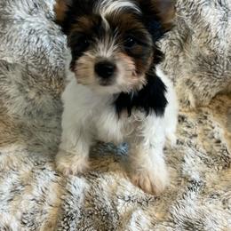 Girl 1 - Black tan and white female Biewer Terrier puppy in Chester, South Carolina from Classic Biewers