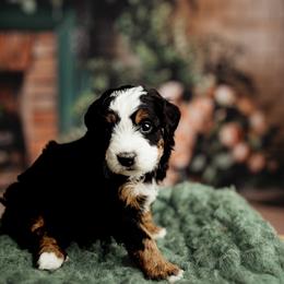 Fern - Tri-color female Bernedoodle puppy in Athens, Alabama from Brewing Doodles