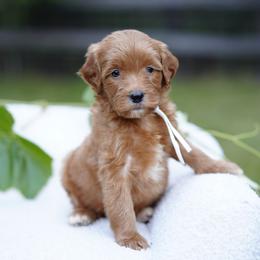 White collar - Red  female Goldendoodle puppy in Spokane, Washington from Doodle Love