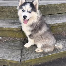 Flounder - Black and white male Pomsky puppy in Bucyrus, Missouri from Hill Top Pomskies