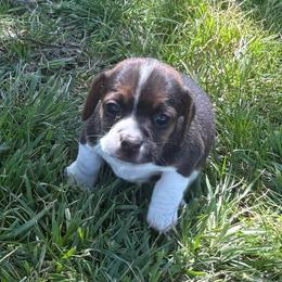Pocket Beagle Holly - Black tan and white female Beagle puppy in Gentry, Arkansas from HC Puppy Ranch